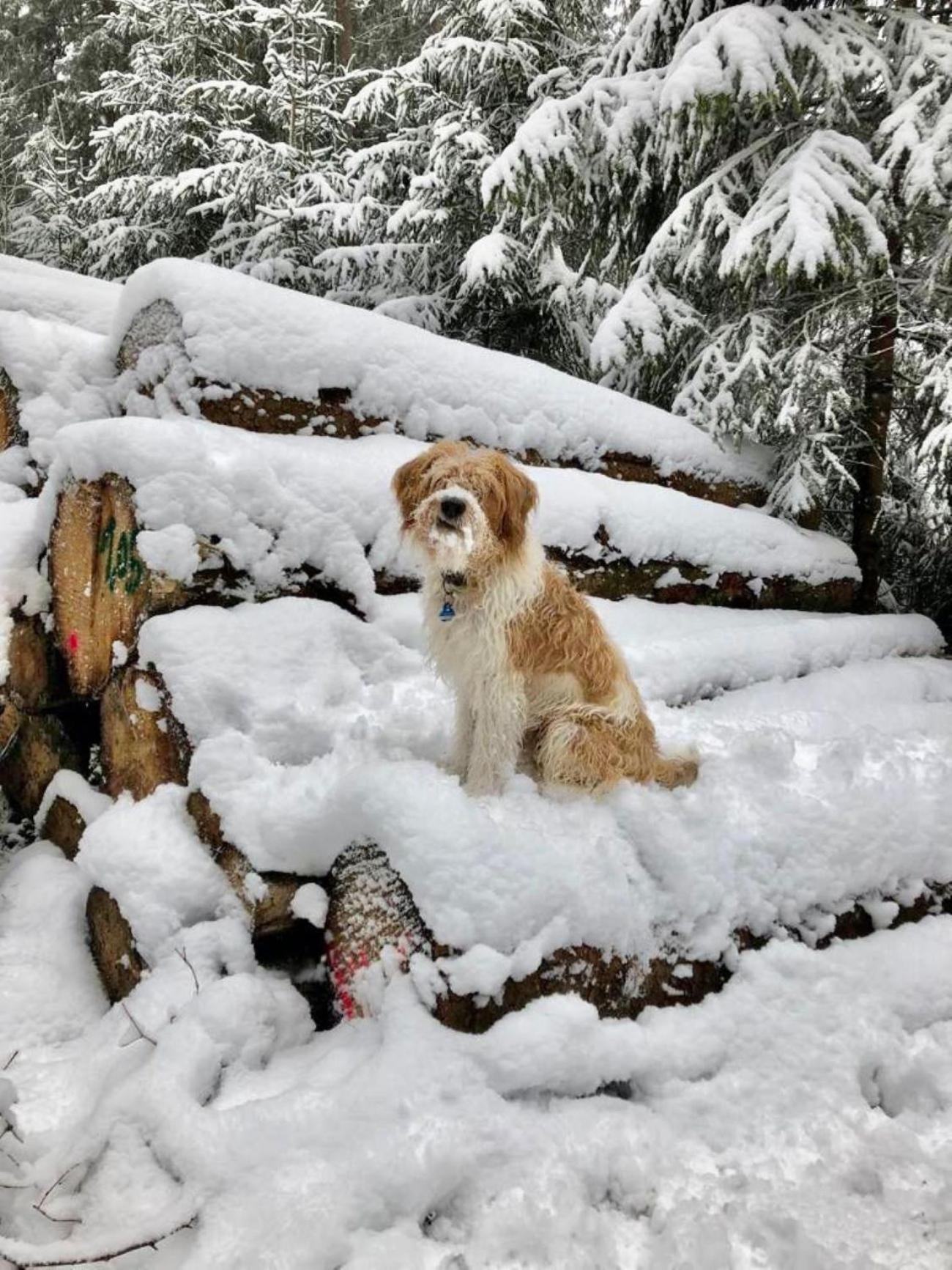 Bergbutzen Mit Balkon Διαμέρισμα Braunlage Εξωτερικό φωτογραφία