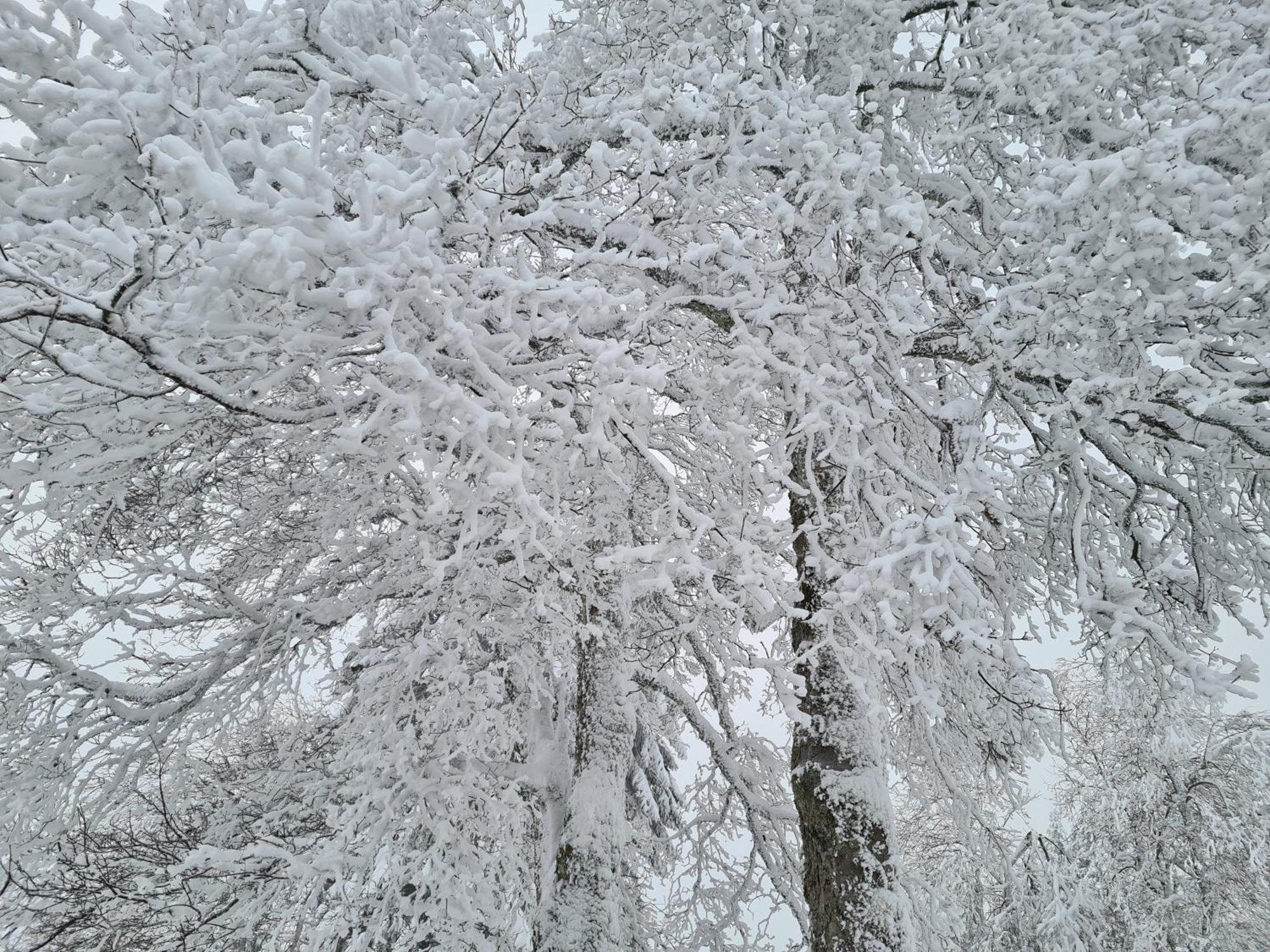Bergbutzen Mit Balkon Διαμέρισμα Braunlage Εξωτερικό φωτογραφία